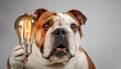 © Portraits - Bulldog with a Bright Idea