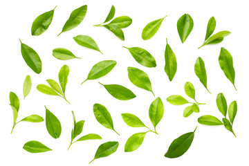 Sticker - Citrus fruit leaves on white background