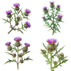 Photo of Milk Thistle herb, America herb, isolated on transparent background