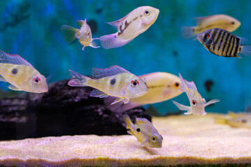 Wall Mural - Red Head Tapajos freshwater fish - Geophagus sp.