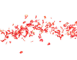 Red rose petals falling romantic white background isolated with real photo red rose flower petals flying. Love, romance floral spring season, wedding invitation red rose petals in mid air
