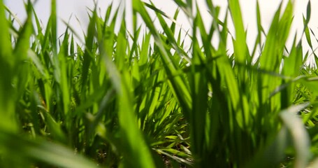 Wall Mural - Green wheat grass in spring, new wheat crop in the field