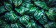 © artsakon - Dark green leaves creating a tropical nature wallpaper, closeup shot with natural background
