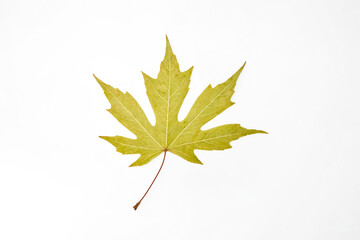 Wall Mural - Single Yellow Leaf On White Background