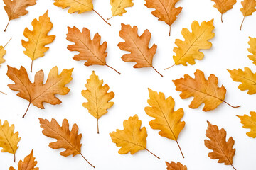 Sticker - Autumn Leaves on White Background