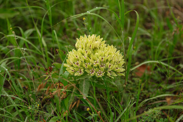 a single green flower growing in the grass in the wild