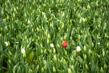 Wall Mural - Early season in the tulip fields, white flowers starting to bloom, with one red oddball tulip standing out as special, Skagit County, WA
