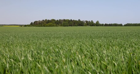 Wall Mural - green wheat grass in a field in spring, monoculture field with wheat on a blue sky background in sunny weather