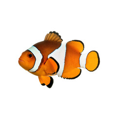 Wall Mural - Adorable orange clownfish swimming isolated on transparent background