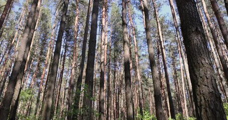 Wall Mural - pine forest with tall trees against a blue sky background, spring forest with pines and other trees