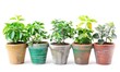© Dekastro - assortment of interior plants with decorative pots isolated on a white background