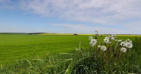 Wall Mural - green wheat in the field, a huge field with a harvest of unripe wheat