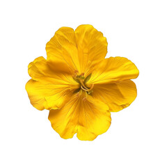 Yellow isolated flower, white background