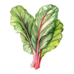 Wall Mural - Vibrant Watercolor of Swiss Chard Leaves on White Background