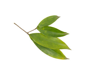 Sticker - Leaf