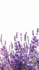 Sticker - lavender flowers