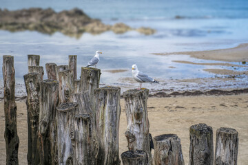 Wall Mural - Two gulls on the breakwaters of Saint Malo