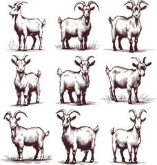 Wall Mural - goat stands in full growth collection of vector monochrome sketch drawings on a white background