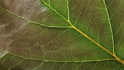 Macro leaves background