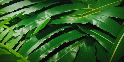 Closeup of the vibrant green leaves and fronds on a palm tree, with sunlight filtering through them creating dappled patterns on the ground below. The background is blurred to focus attention on the l