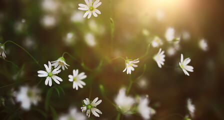 Wall Mural - The first flowers against the background of green spring. Spring bloom.