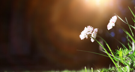 Sticker - The first flowers against the background of green spring. Spring bloom.