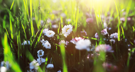 Wall Mural - The first flowers against the background of green spring. Spring bloom.