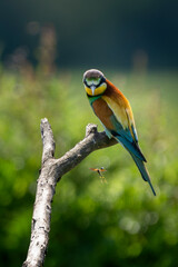 Wall Mural - European bee-eater (Merops apiaster) perched on a branch and looking at a wasp. Nature reserve of the Isonzo river mouth, Isola della Cona, Friuli Venezia Giulia, Italy.
