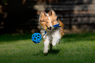 Shetland Sheepdog playing with blue ball. Sheltie dog running on the green grass. 