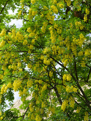 Poster - (Laburnum anagyroides)  Branches et rameaux de cytise faux ébénier à floraison jaune vif en grappes pendantes dans un feuillage vert à folioles
