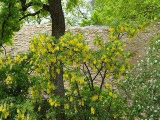 Poster - (Laburnum anagyroides) Cytise à grappes ou cytise faux ébénier, arbuste à floraison en grappes pendantes jaune vif cultivé dans un parc comme plante ornamentale
