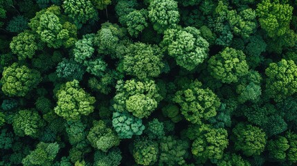 Wall Mural - Aerial perspective showing the ocean surrounded by lush forests shaping the continents, highlighting the importance of preserving natural green spaces to save the world