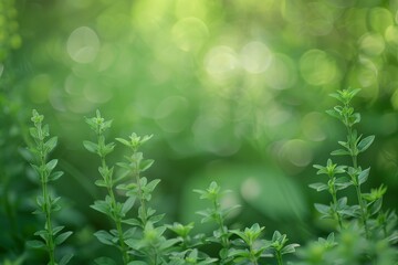 Wall Mural - Lush green foliage with blurred background