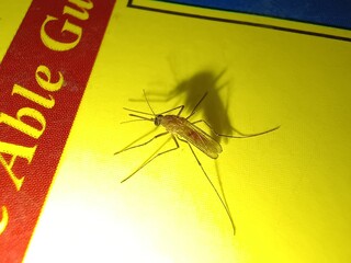 Wall Mural - AI-generated illustration of a Mosquito on a yellow book.