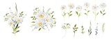 Watercolor Daisy floral illustration, Chamomile spring flowers clipart, Wildflower arrangement and summer wreath, Wedding invitations