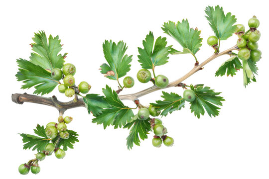 a cluster of ripe red hawthorn berries attached to a branch with green leaves, isolated on a transpa