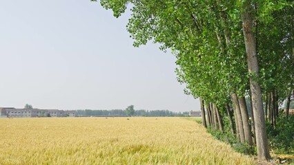 Wall Mural - wheat field and tree branches moving slowly in the wind.