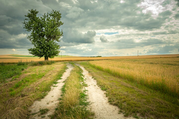 Wall Mural - A single tree growing by the road in a wheat field, July day