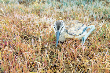 Wall Mural - The chick of Avocet (Recurvirostra avosetta) was hiding on the shore of a salt lake among salt marsh vegetation