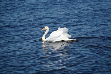 Wall Mural - Single white swan swimming on water