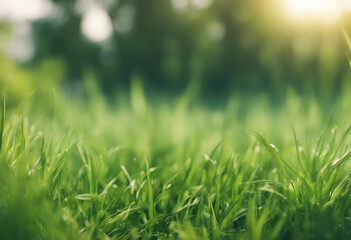 Spring summer background with frame of grass and leaves on nature Juicy lush green grass on meadow i