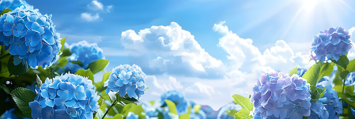 Wall Mural - In early summer a blue sky and abundant hydrangea create a picturesque scene with ample copy space for an image 120 characters