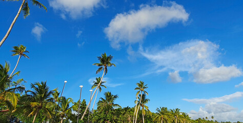 Wall Mural - tropical coconut palm trees with clear blue sky as copy space background.