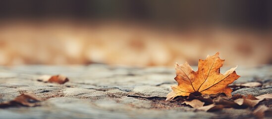 Aufkleber - A leaf that is on the ground. Creative banner. Copyspace image