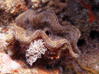 Wall Mural - Giant Clam of the red sea