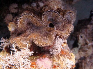 Wall Mural - Giant Clam of the red sea