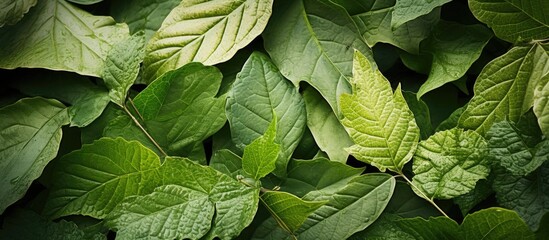 Poster - photo of the texture of leaves affected by pests and diseases. Creative banner. Copyspace image