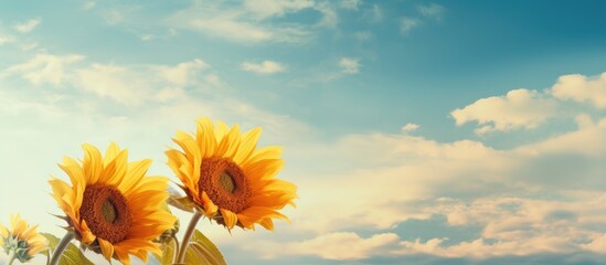 Two Open Sunflowers Looking North. Creative banner. Copyspace image