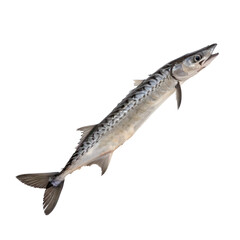 Wall Mural - Barracuda full body isolate on transparency background PNG