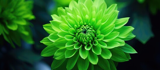 Poster - Flower of powerfull colour green. Creative banner. Copyspace image